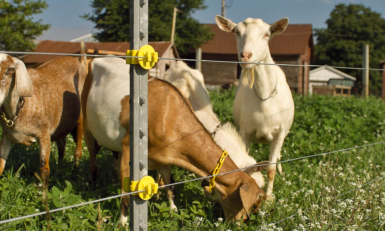 Permanent and Temporary Livestock Electric Fencing — Progressive